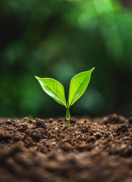 Valores - Gestão em TI - Quarta Etapa Soluções em TI Uma pequena planta brotando do chão.